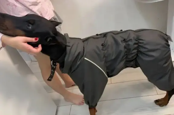 Пропала собака, Полтево, Московская область - доберман в комбинезоне - photo