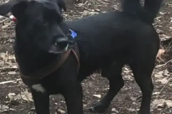 Пропал собака, мужской, Интернациональная улица, 14, Удельная - photo