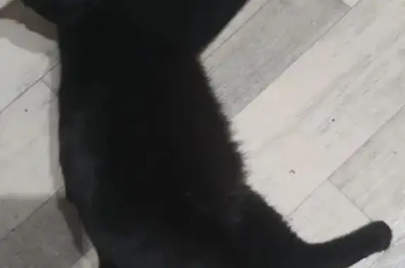 Потерянные животные Якутск, фото: Пропал кот, улица Дежнёва, Якутск - черный с кисточками на ушах