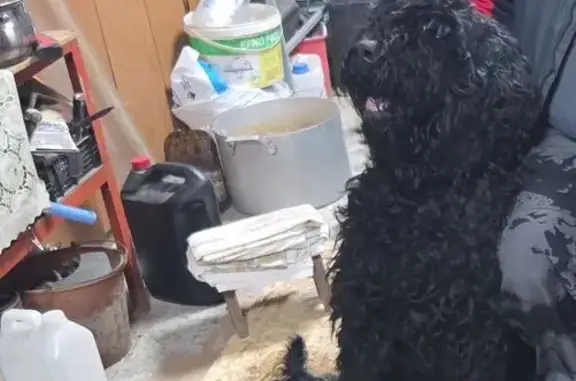 Найдена собака, Ростов-на-Дону, фото: Найдена собака, Ягодный переулок, Ростов-на-Дону - русская черная терьер, крупная и добрая