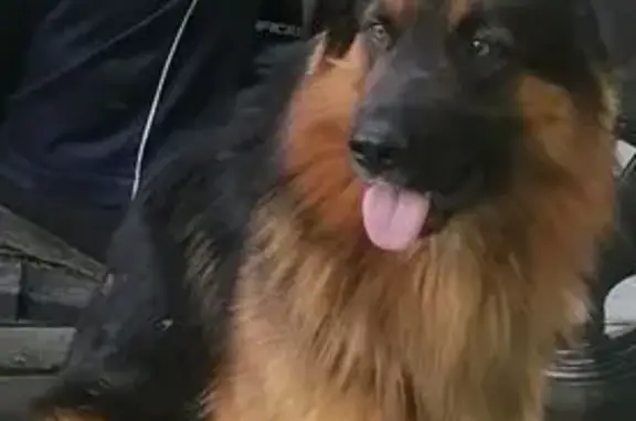 Пропала собака, улица Хайдара Бигичева, 35, Казань - спокойный характер - photo