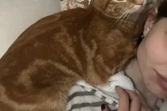 Кошки потеряшки, Москва, фото: Потеряшка кот, Профсоюзная улица, 98 к2, Москва - рыжий с белыми полосками