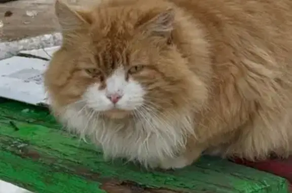 Найденные животные Кропоткин, фото: Найдена кошка, улица Дугинец, 107, Кропоткин - рыжий, пушистый, домашний