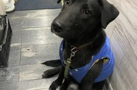 Найденные животные Бор, фото: Найдена собака, улица Везломцева, 5, Бор - щенок в синей жилетке