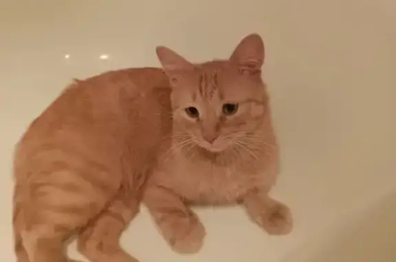 Пропал кот, улица Площадка РТС, 11, Белебей - рыжий, 3 года - photo