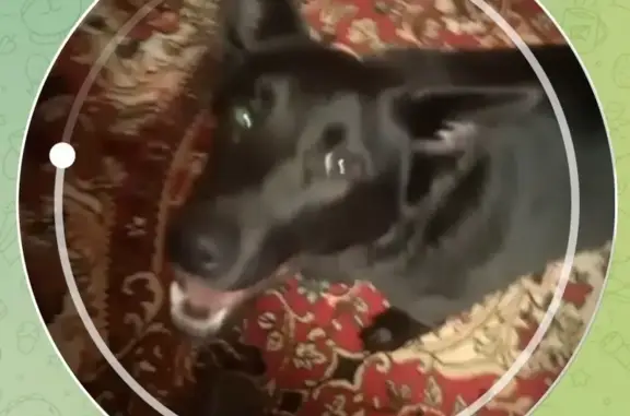 Пропала собака, женская, улица Погодина, Наро-Фоминск - черная с красным ошейником - photo