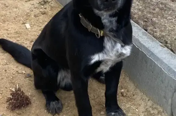 Пропал собака, Родниковая улица, Камышин - чёрный с белой полоской на мордочке - photo