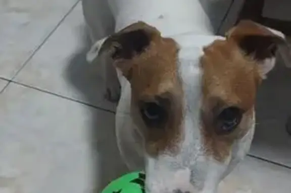 Пропал собака, Ставропольская улица, 179/1, Краснодар - откликается на Мася или Масяня - photo