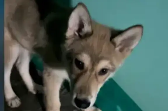 Найдена собака, улица Нурсултана Назарбаева, 68, Казань - очень дружелюбная - photo