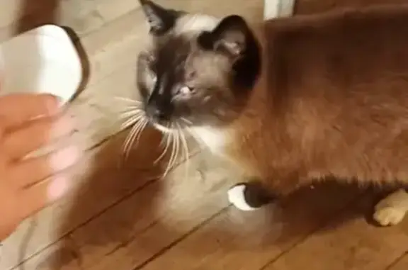 Найденные животные Порошкино, фото: Найдена кошка, Ленинградское шоссе, 43Б, Порошкино