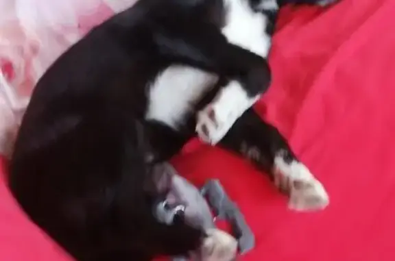 Пропал собака, Молочный хутор, Ставрополь - Чарли, хромает, зелёный ошейник - photo