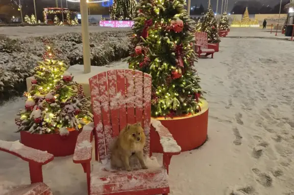 Пропала собака, Кропоткинский переулок, 9, Москва - рыжая немецкий шпиц - photo