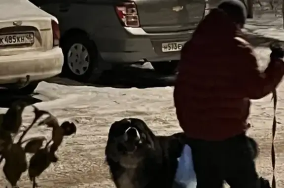 Найдена собака, Курск, фото: Найдена собака, улица Чернышевского, 10, Курск - похож на сенбернара