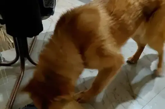 Найденные животные Лениногорск, фото: Найдена собака, Набережная улица, Лениногорск - рыжий молодой ласковый пёсик