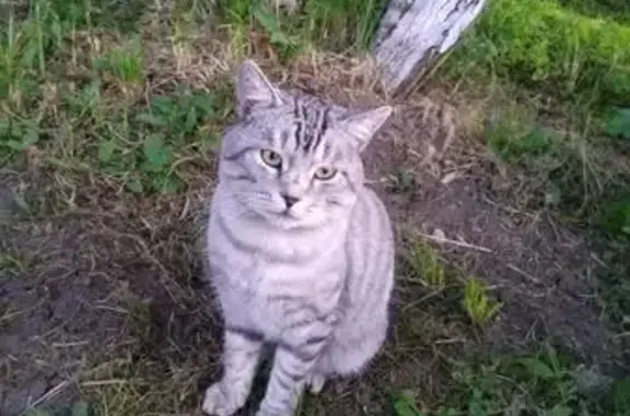 Пропал кот, улица Гайдара, 8, Балахна - шотландец с черным ошейником - photo
