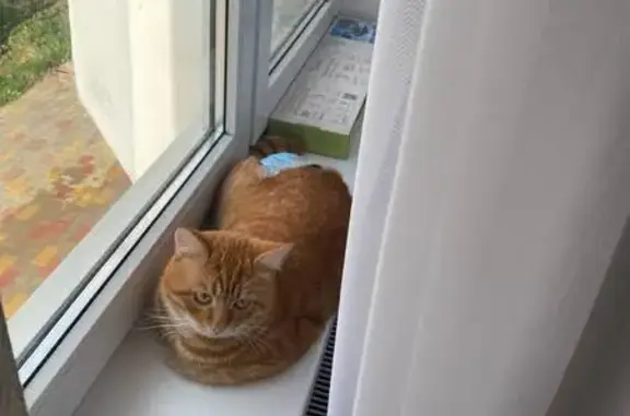 Потерянные животные Анапа, фото: Пропал кот, бульвар Адмирала Меншикова, Анапа - рыжий полосатый с белым пятном