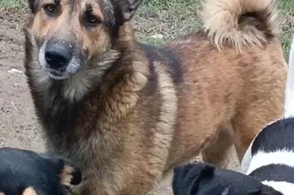 Пропал собака, улица Комарова, Российский, Краснодар - рыжий с хвостом бубликом - photo