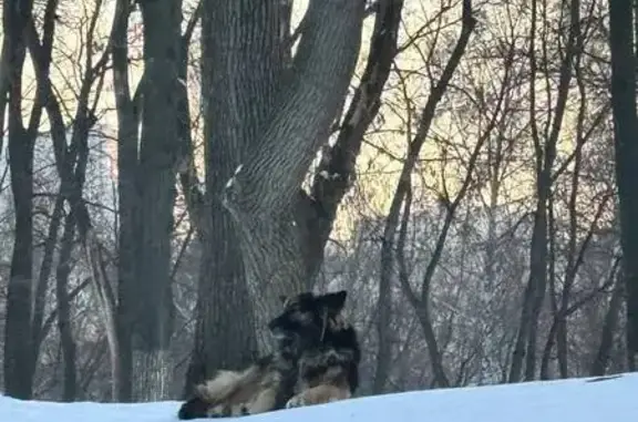 Найдена собака, Самара, фото: Найдена собака, улица 22-го Партсъезда, Самара - щенок с ошейником