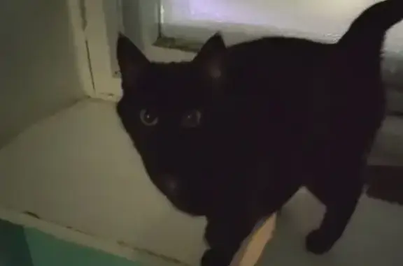 Найденные животные Ярославль, фото: Найдена кошка, улица Титова, Ярославль - чёрная и ласковая