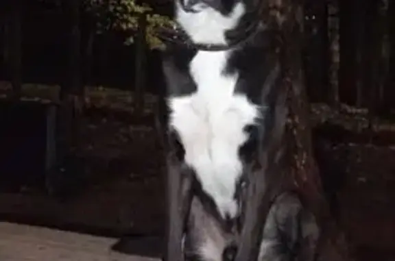 Пропал собака, Дмитров, Московская область - чёрный с белой грудью, откликается на кличку Космос - photo