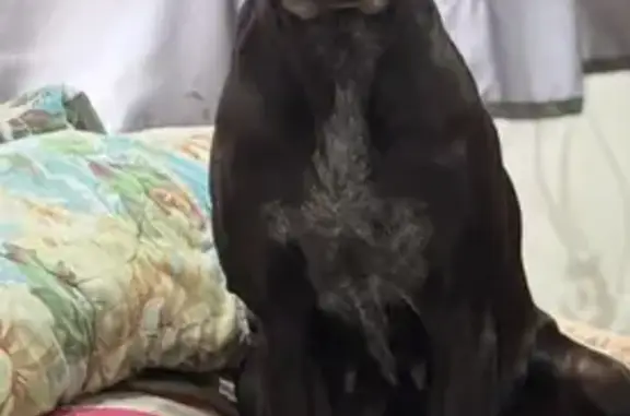 Пропал собака, мужской, Азовская, Краснодарский край - породы курцхаар, на лбу небольшая ссадина - photo