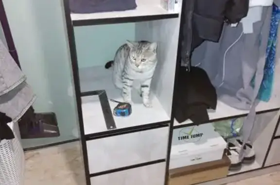 Пропал кот, Нижний Новгород - photo
