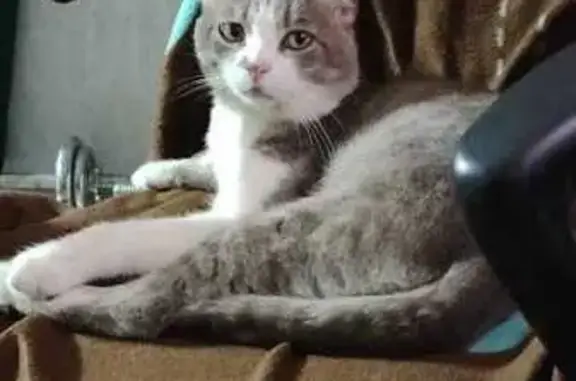 Пропал кот, Чувашия, Чебоксарский район - серый-белый с маленькими ушками - photo