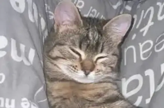 Пропал кот, улица 50 лет Победы, 21, Ивановское - ласковый и добрый - photo