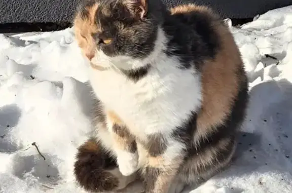 Найдена кошка, Брянск, фото: Найдена кошка, улица Каманина, Брянск - ручная и ласковая