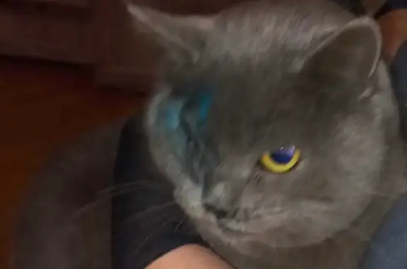 Найденные животные Владикавказ, фото: Найден кот, Чермеское шоссе, Владикавказ - британский короткошёрстый