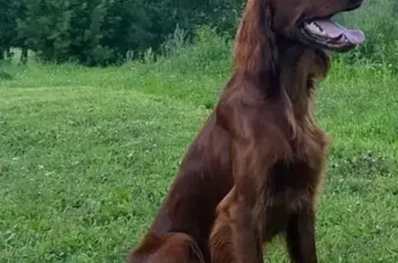 Пропала собака, Выгоничи, Брянская область - photo