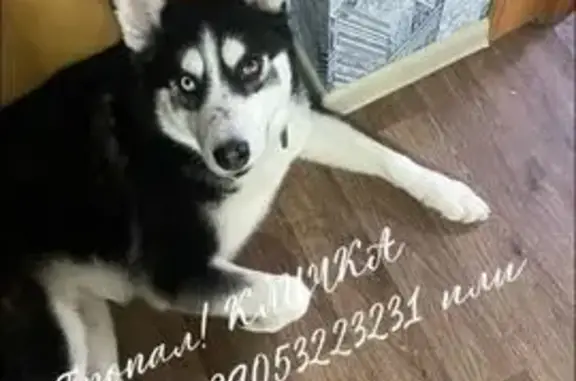 Пропал собака, улица Колотилова, Энгельс - хаски - photo