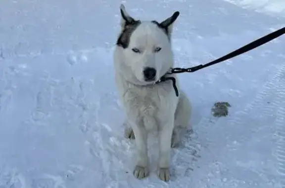 Найдена собака, Тула, фото: Найден собака, улица Академика Павлова, 38, Тула - мальчик хаски с тёмным пятном