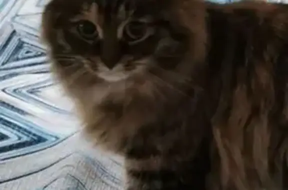 Пропала кошка, улица Растопчина, 27, Владимир - пушистая с кисточками в ушах - photo