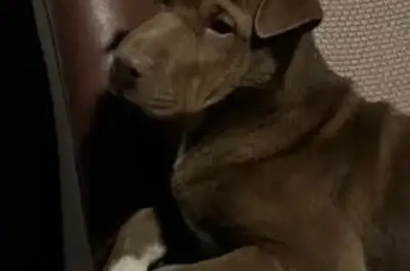 Найдена собака, Анапский, фото: Найдена собака, женская, Анапа, Краснодарский край - игривая и добрая