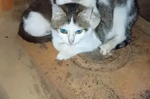 Пропал кот, проспект Ленина, 20А, Саров - серо-белый, 4-х месяцев - photo