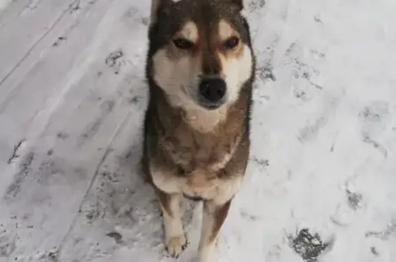 Пропала собака, Трегуляевская улица, городской округ Тамбов - восточносибирская лайка - photo