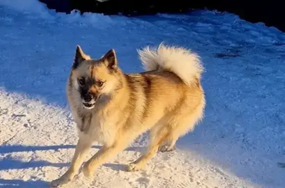 Пропал собака, Школьная улица, городской округ Ижевск - в бежевой шлейке и зелёным поводком - photo