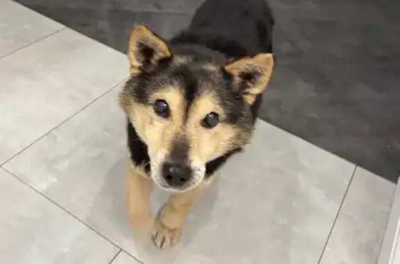 Найдена собака, Смоленск, фото: Найден собака, Главная дорога, Смоленск - в районе гнездовских курганов