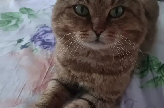 Пропала кошка, мужской, проезд Халтурина, 13, городской округ Ижевск - маленькие короткие уши, шишка на хвосте - photo