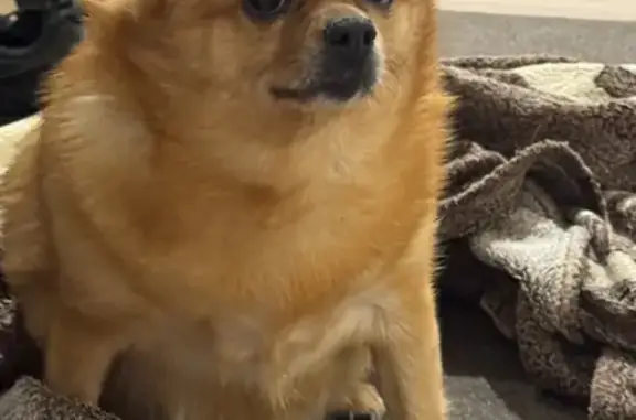 Найдена собака, Тверь, фото: Найдена собака, бульвар Гусева, городской округ Тверь