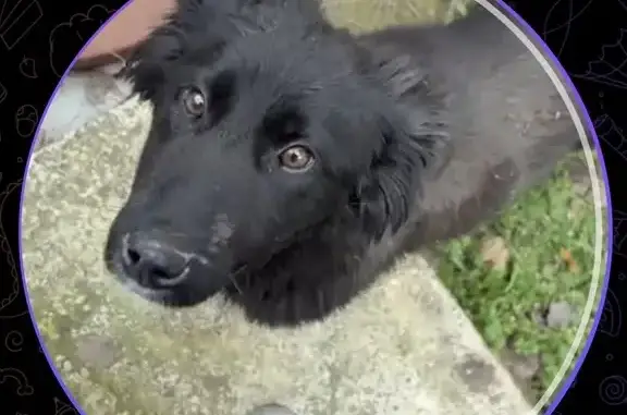 Пропала собака, женский пол, Молодёжная улица, 22, Южный - photo