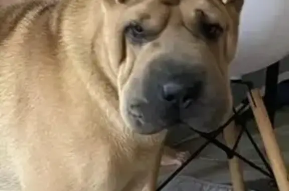 Пропала собака, мужской, Войсковая улица, 1, Новочеркасск - окрас светло-бежевый - photo