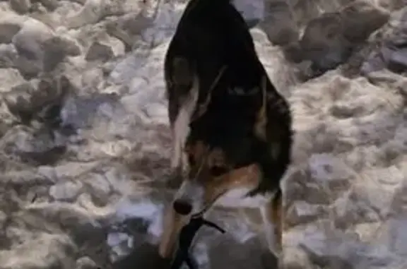 Найдена собака, Вологда, фото: Найден собака, мужской, улица Преображенского, 51, Вологда