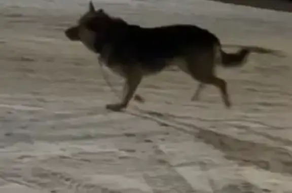 Найдена собака, Санкт-Петербург, фото: Найдена собака, 3-й Озерковский переулок, 1 к1, Санкт-Петербург - похож на овчарку