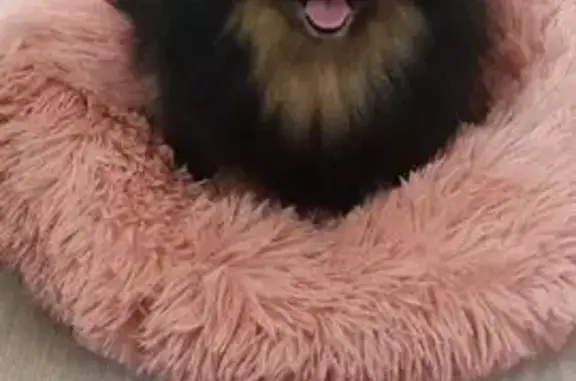 Пропала собака, Вешняковская улица, 29Д, Москва - черно-подпалая девочка - photo