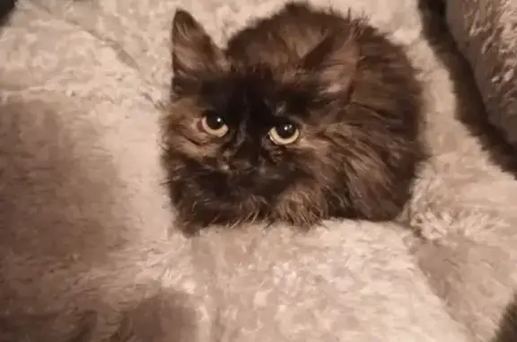 Найденные животные Светлоград, фото: Найдена кошка, Садовая улица, 90, Светлоград - трёхцветная девочка