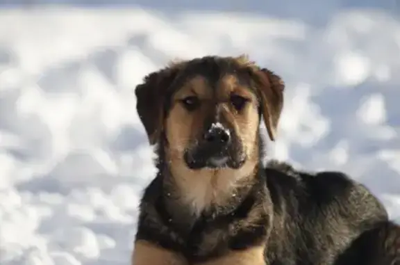Пропала собака, Бишнинское сельское поселение, Шигали - длинные уши, гончая - photo