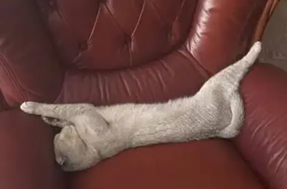 Пропал кот, Махачкала, Дагестан - Тарки Тау - photo