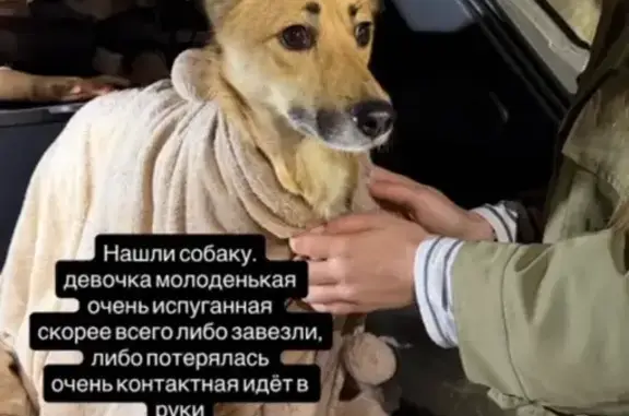 Найдена собака, Краснодар, фото: Найдена собака, Береговая улица, 144, Краснодар - похожа на лису